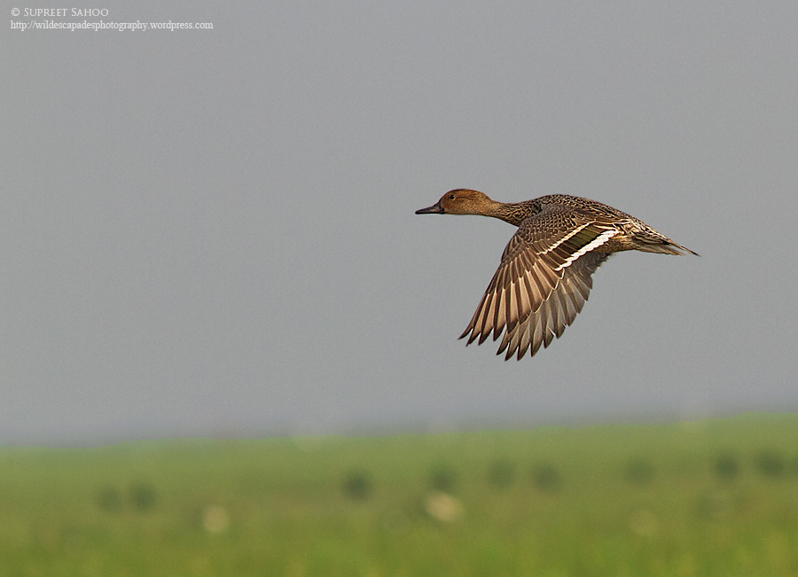 Northern-Pintail-Female3